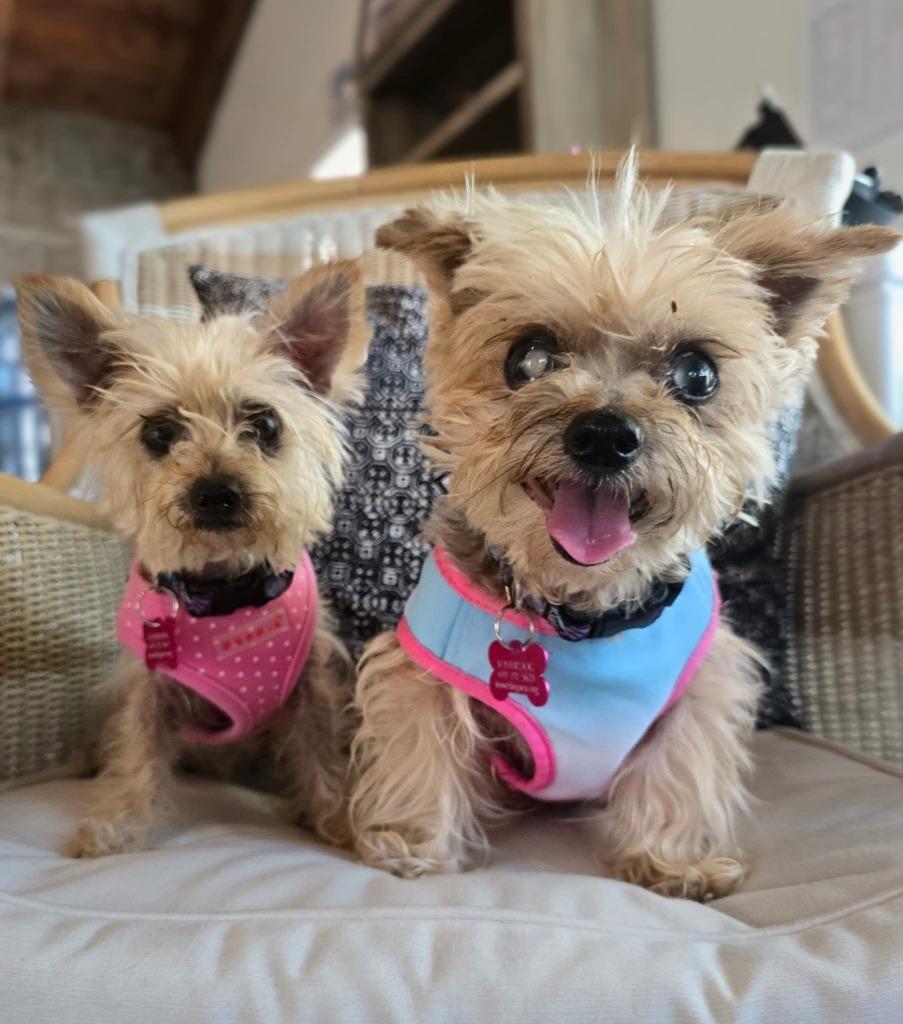 Enlarge Baby / Bojangles (Bubbles), a Adoptable Yorkshire Terrier in El Cajon, CA image 2/6