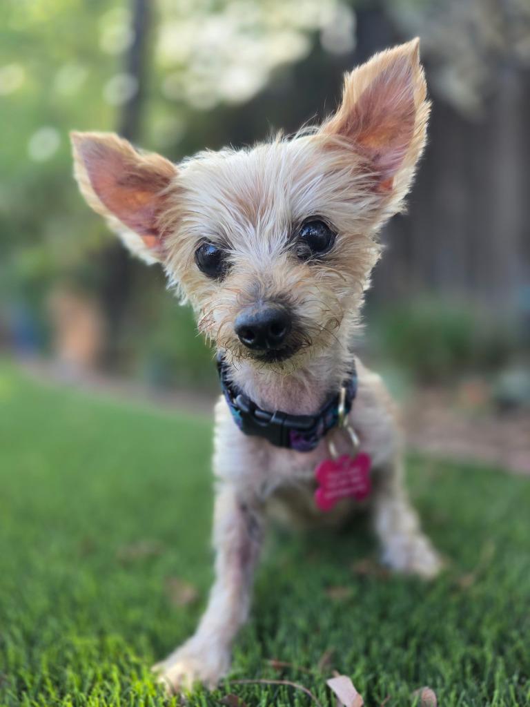 Enlarge Baby / Bojangles (Bubbles), a Adoptable Yorkshire Terrier in El Cajon, CA image 3/6
