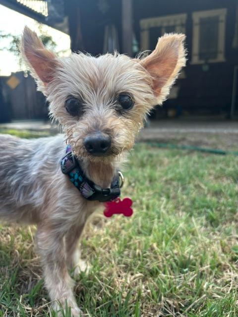 Enlarge Baby / Bojangles (Bubbles), a Adoptable Yorkshire Terrier in El Cajon, CA image 4/6