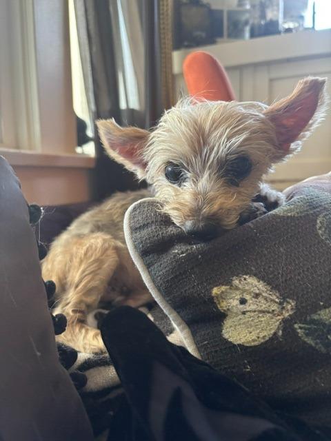 Enlarge Baby / Bojangles (Bubbles), a Adoptable Yorkshire Terrier in El Cajon, CA image 5/6