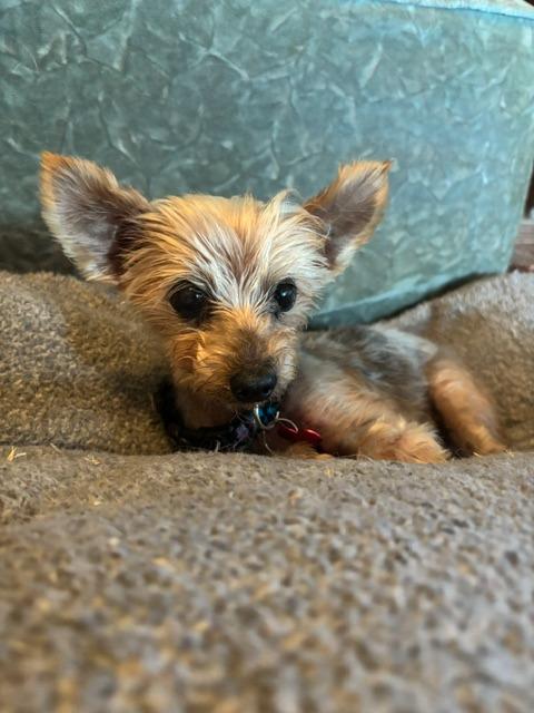 Enlarge Baby / Bojangles (Bubbles), a Adoptable Yorkshire Terrier in El Cajon, CA image 6/6