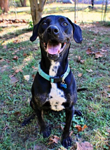 Enlarge Ryder, a Adoptable mixed breed in Morton Grove, IL image 1/3