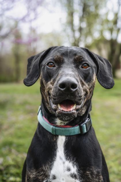 Enlarge Ryder, a Adoptable mixed breed in Morton Grove, IL image 2/3