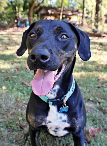 Enlarge Ryder, a Adoptable mixed breed in Morton Grove, IL image 3/3