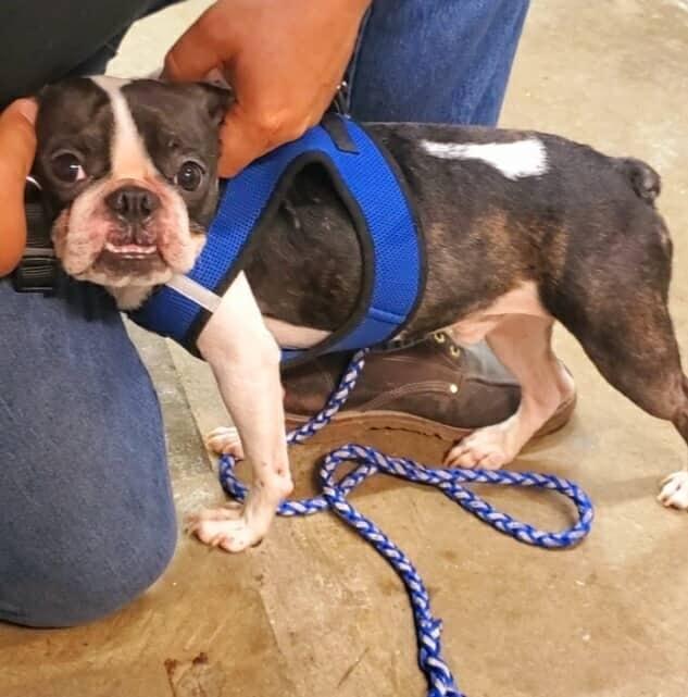 Joker the Boston, JB for short!, a Adopted Boston Terrier in Macomb, IL image 3/4