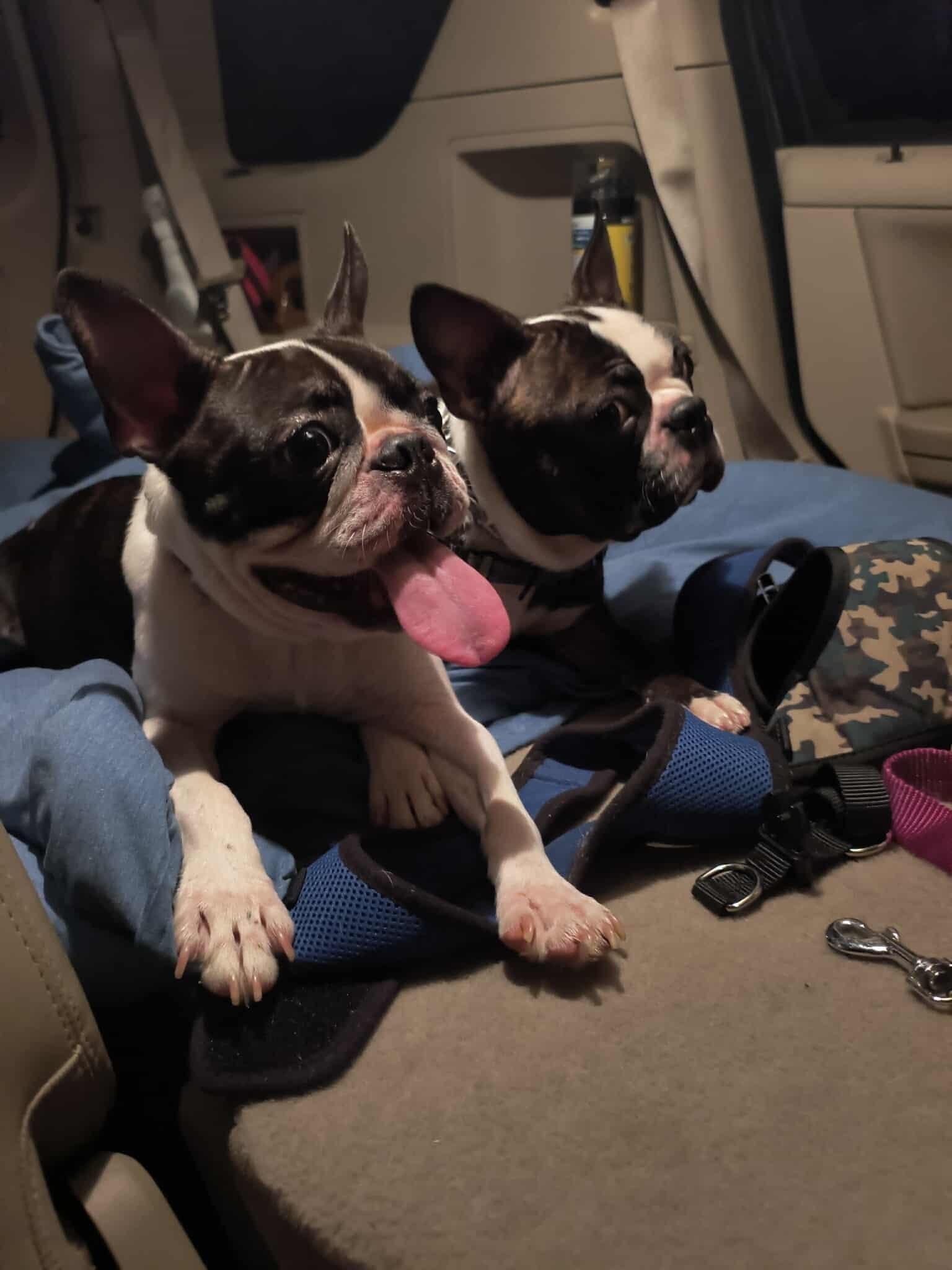 Joker the Boston, JB for short!, a Adopted Boston Terrier in Macomb, IL image 4/4