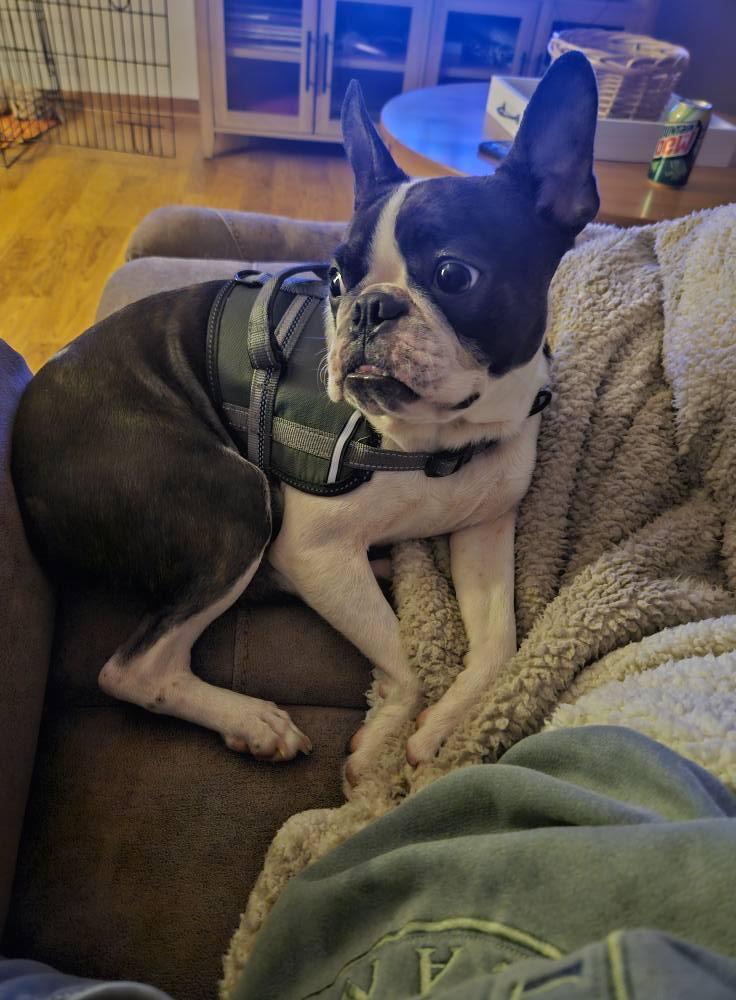 Joker the Boston, JB for short!, Adopted, Young Male Boston Terrier.