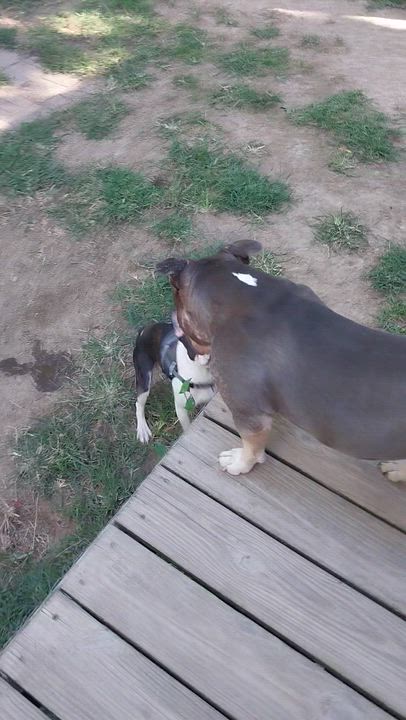 Enlarge Joker the Boston, JB for short!, a Adopted Boston Terrier in Macomb, IL video 2/4