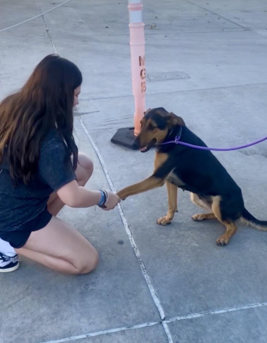 Enlarge Lupe, a ADOPTABLE mixed breed in Torrance, CA image 4/6
