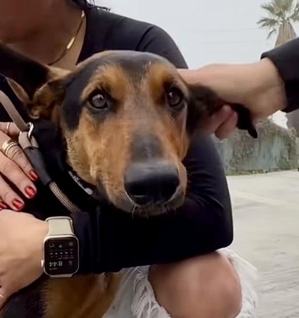 Enlarge Lupe, a ADOPTABLE mixed breed in Torrance, CA image 3/6