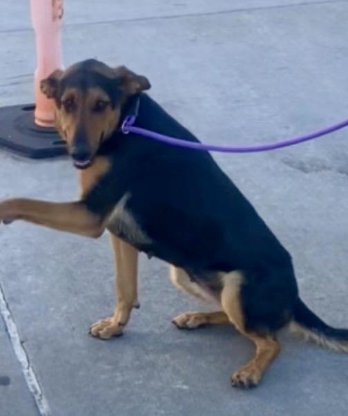 Lupe, adopted, Young Female Labrador Retriever & Terrier.