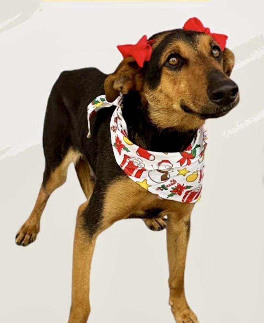 Enlarge Lupe, a ADOPTABLE mixed breed in Torrance, CA image 1/6