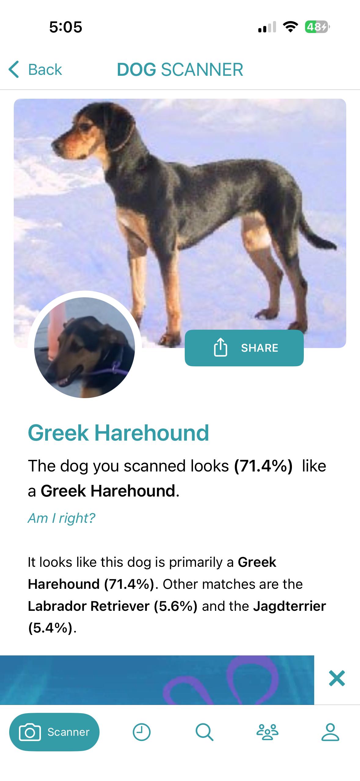 Enlarge Lupe, an adopted mixed breed in Torrance, CA image 4/6