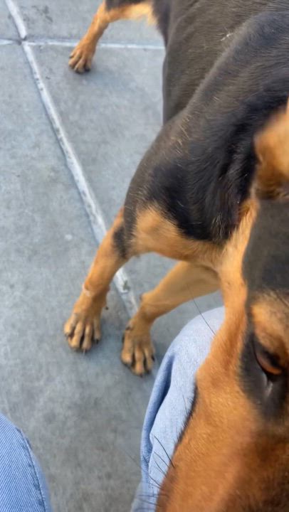 Enlarge Lupe, a ADOPTABLE mixed breed in Torrance, CA video 6/6