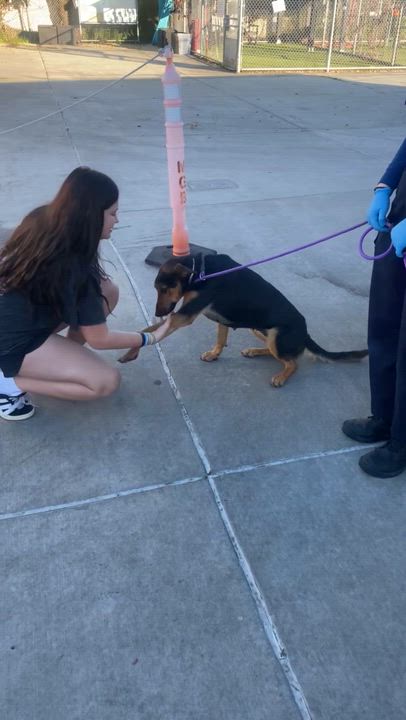 Enlarge Lupe, a ADOPTABLE mixed breed in Torrance, CA video 5/6