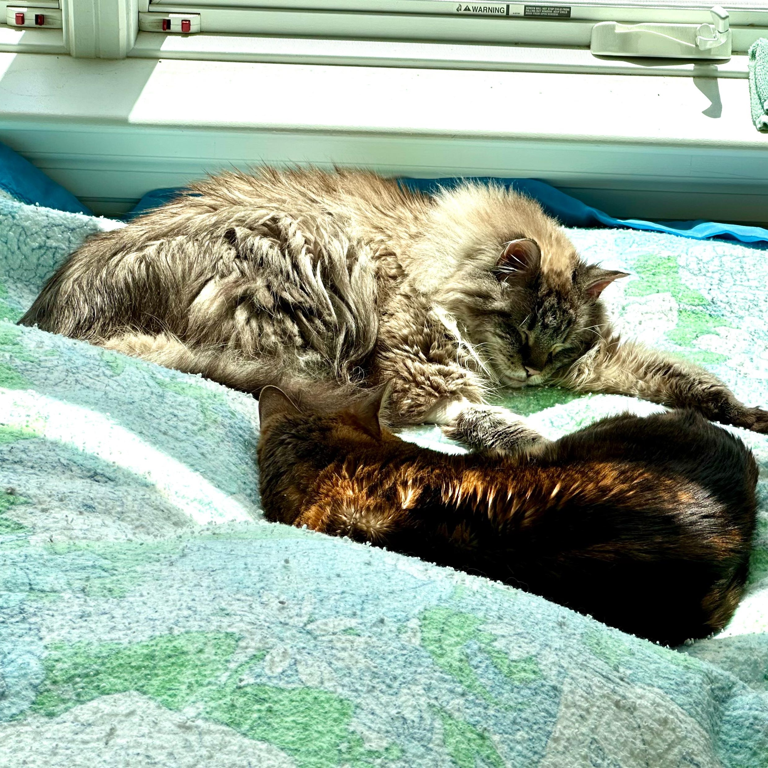 Enlarge Loki & Rover, a ADOPTABLE mixed breed in Waltham, MA image 4/6