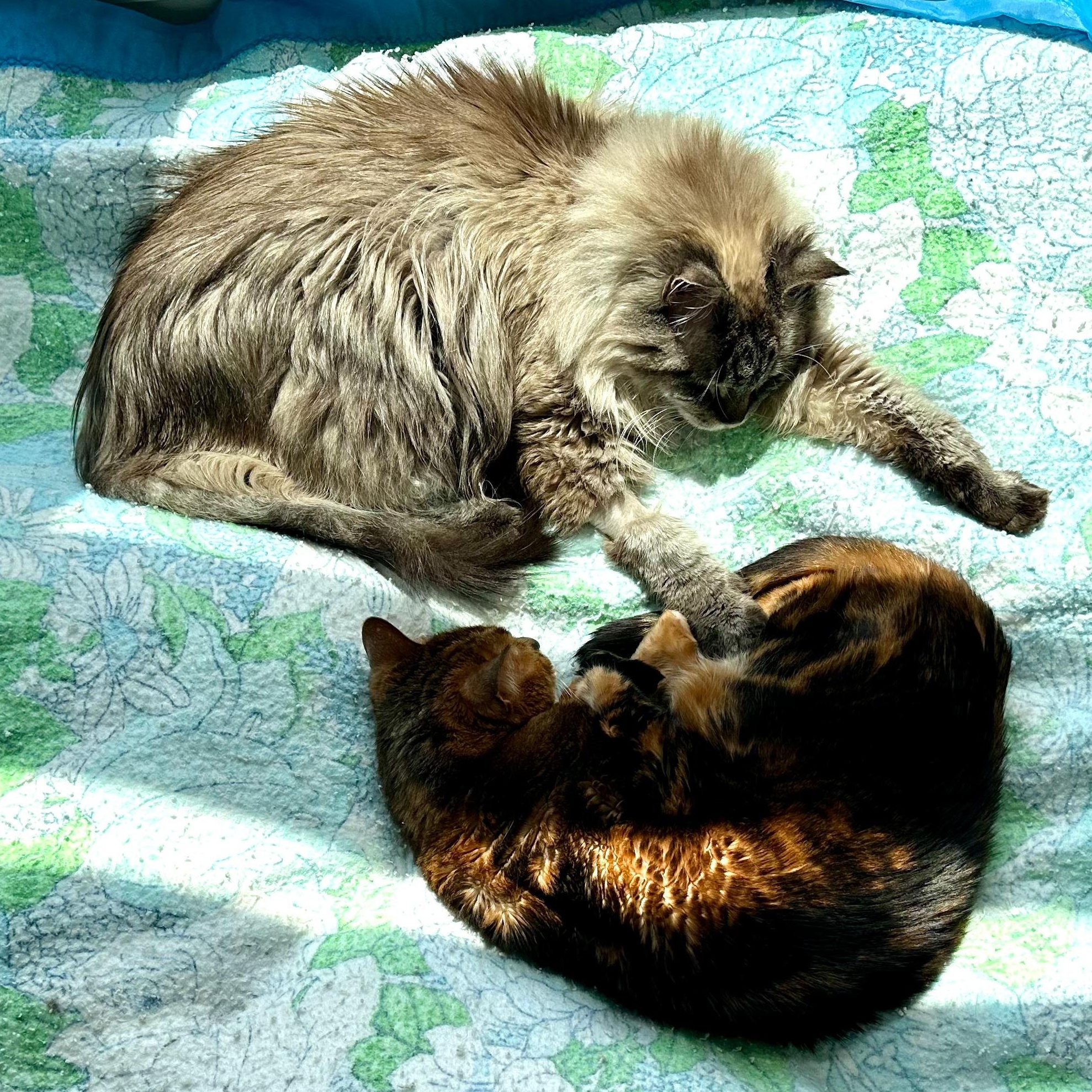 Loki & Rover, ADOPTABLE, Senior Male Domestic Short Hair & Bengal.