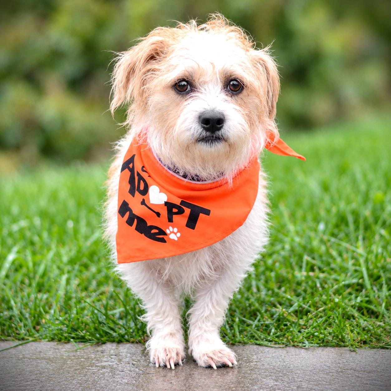 Enlarge Buddy, a Adopted mixed breed in Amsterdam, NY image 3/3