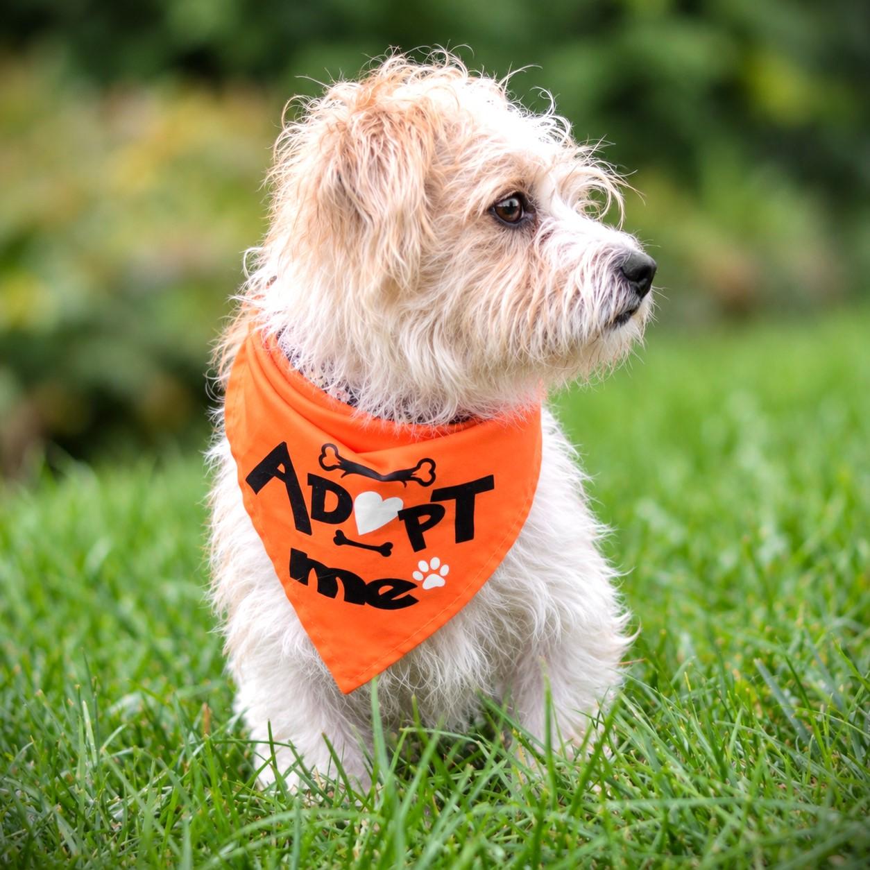 Enlarge Buddy, a Adopted mixed breed in Amsterdam, NY image 2/3