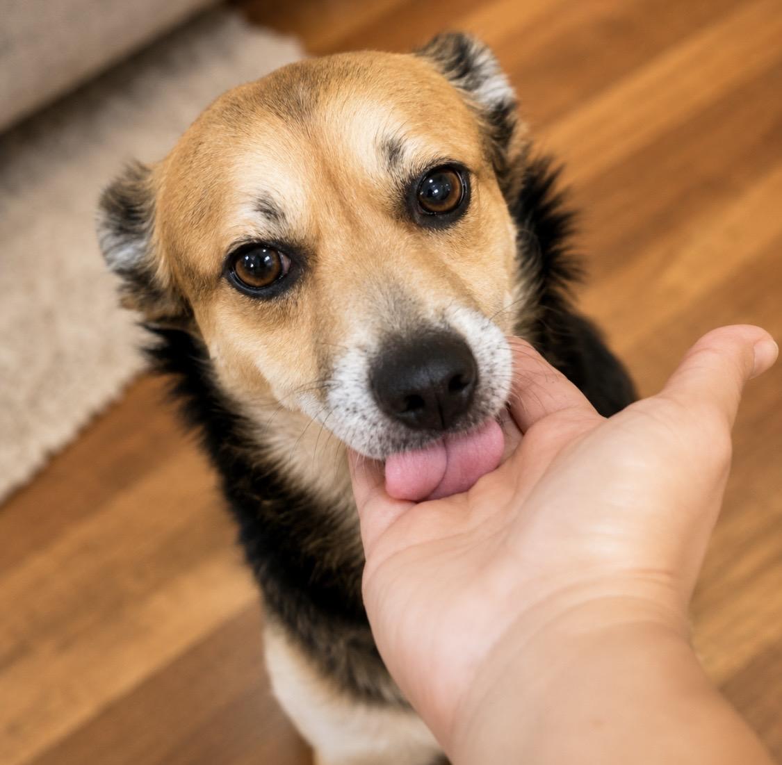 Enlarge Alfie Sweet and playful, a Adoptable mixed breed in Winchester, VA image 5/6