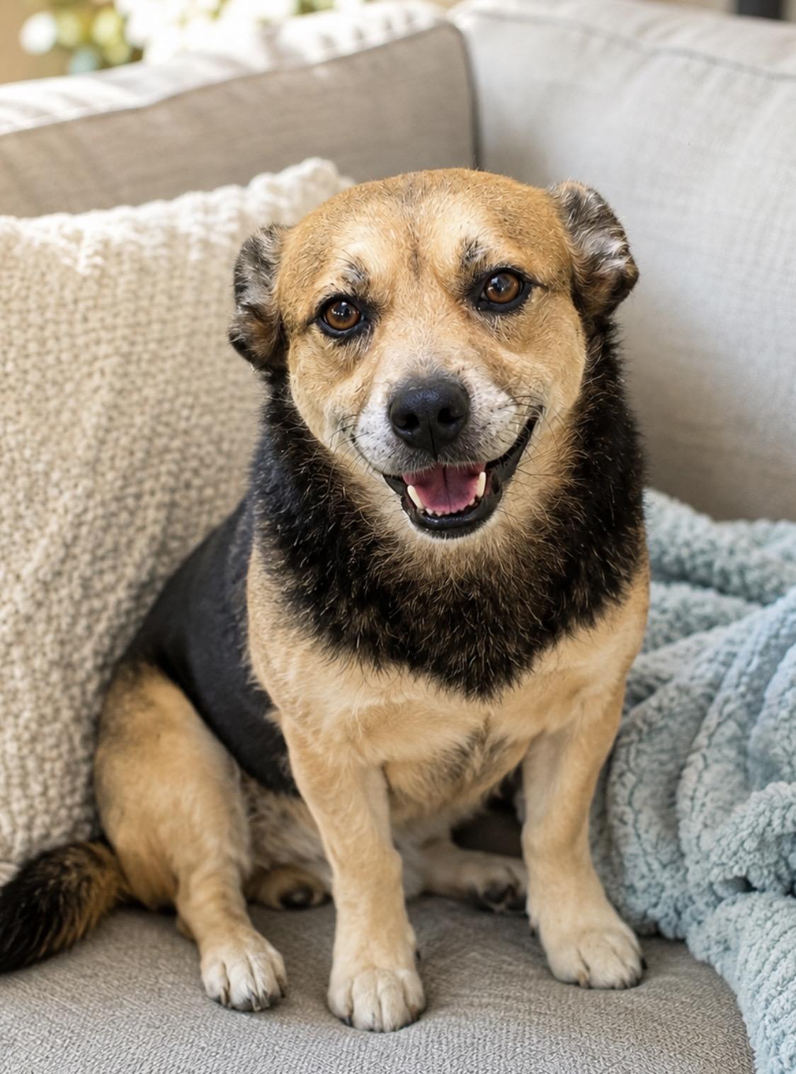 Enlarge Alfie Sweet and playful, a Adoptable mixed breed in Winchester, VA image 2/6