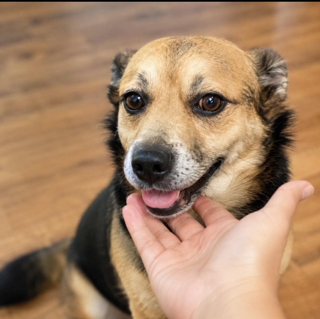 Enlarge Alfie Sweet and playful, a Adoptable mixed breed in Winchester, VA image 4/6