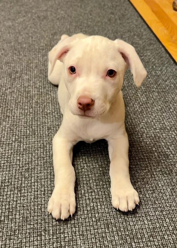 Enlarge Ozzy, a Adoptable mixed breed in Colorado Springs, CO image 1/4