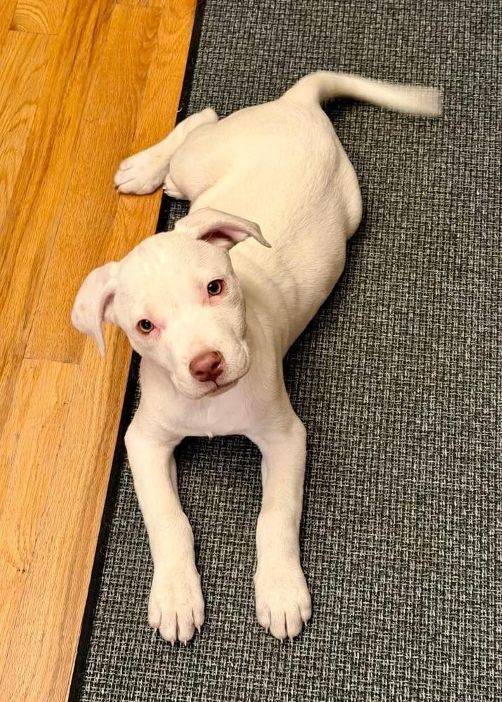 Enlarge Ozzy, a Adoptable mixed breed in Colorado Springs, CO image 2/4