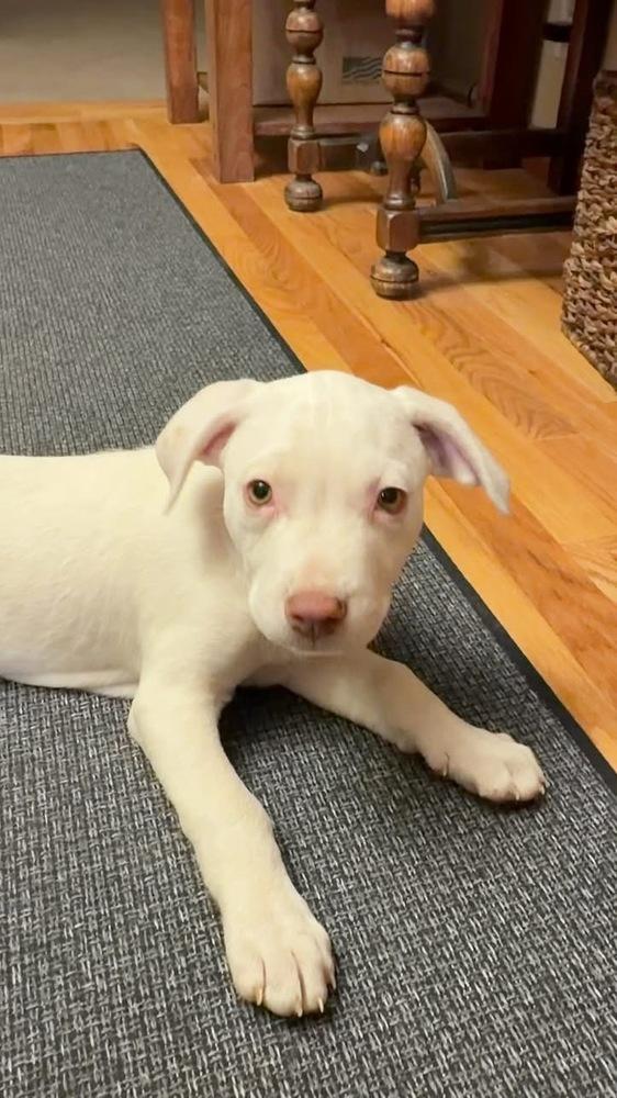 Enlarge Ozzy, a Adoptable mixed breed in Colorado Springs, CO image 3/4