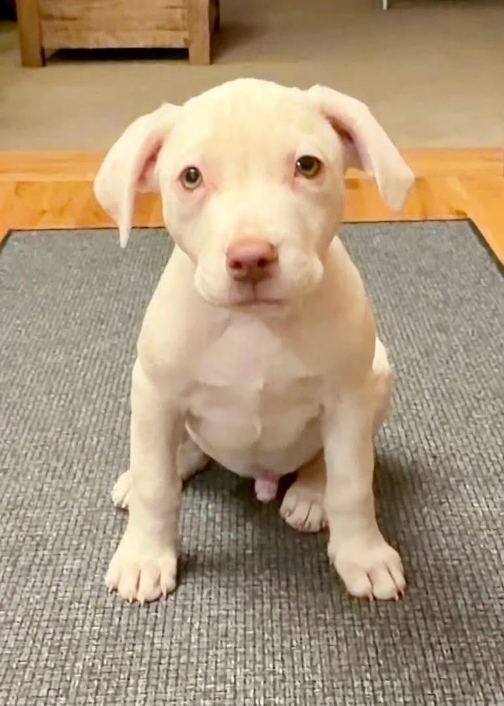 Enlarge Ozzy, a Adoptable mixed breed in Colorado Springs, CO image 4/4