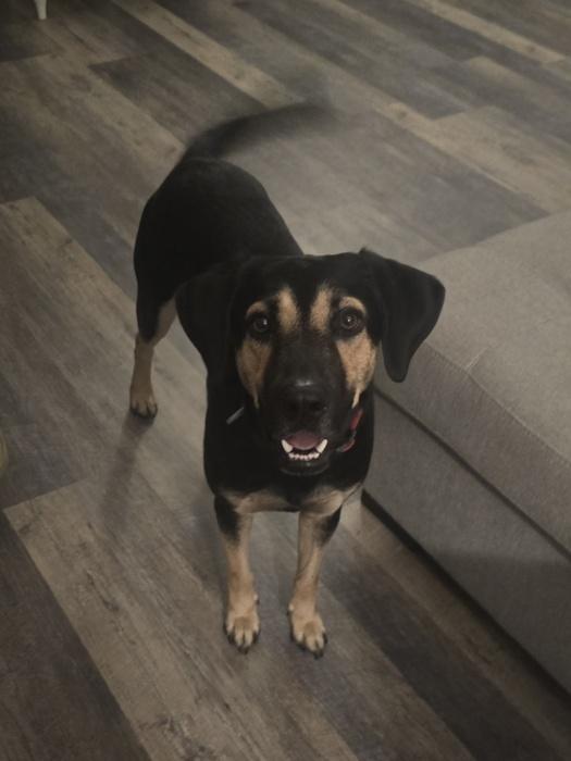 ~ Courtesy ~ Freeway, a Adoptable mixed breed in Mobile, AL image 1/4