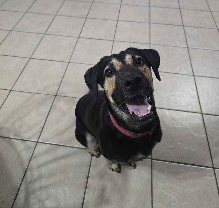 ~ Courtesy ~ Freeway, a Adoptable mixed breed in Mobile, AL image 4/4