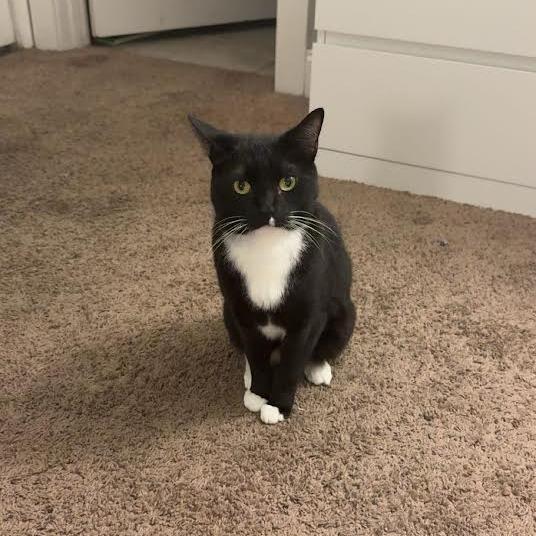 Enlarge Claudia, a Adoptable Domestic Short Hair in Auburn, AL image 1/6
