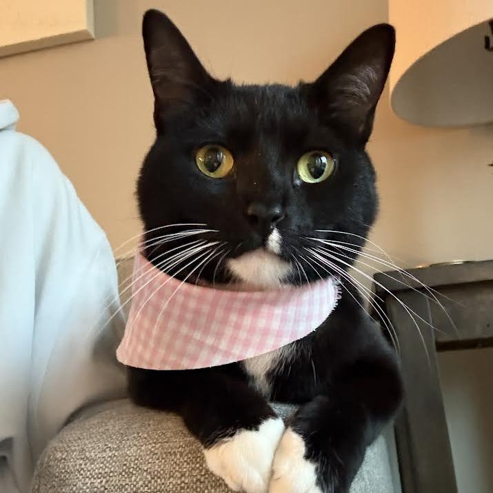 Enlarge Claudia, a Adoptable Domestic Short Hair in Auburn, AL image 2/6