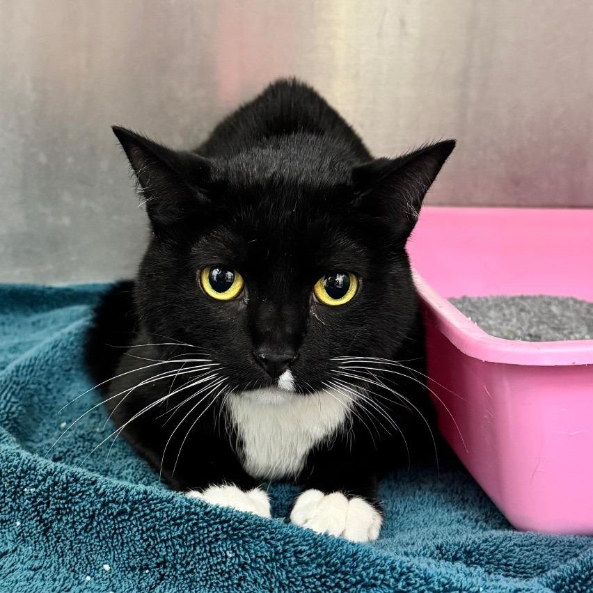 Enlarge Claudia, a Adoptable Domestic Short Hair in Auburn, AL image 4/6