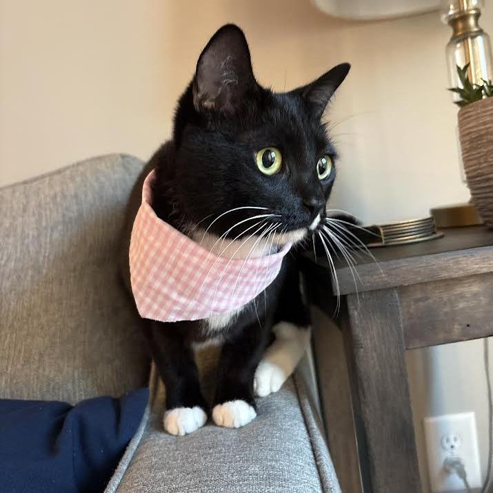 Enlarge Claudia, a Adoptable Domestic Short Hair in Auburn, AL image 5/6