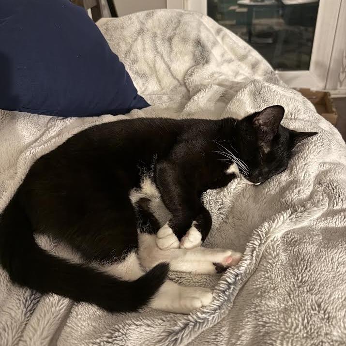 Enlarge Claudia, a Adoptable Domestic Short Hair in Auburn, AL image 6/6
