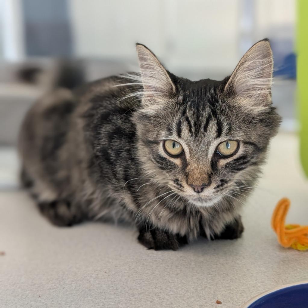 Ridley A Catnip, Adoptable, Kitten Male Domestic Medium Hair.