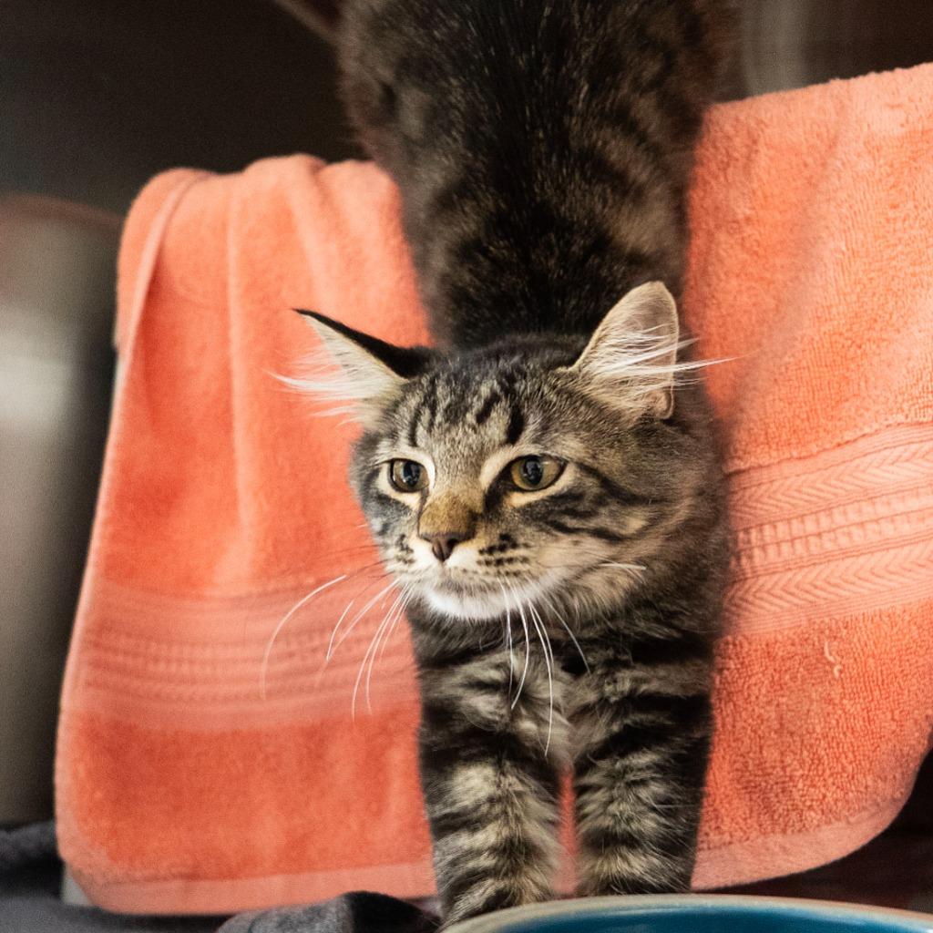 Enlarge Ridley A Catnip, a Adoptable mixed breed in Shoreline, WA image 2/5
