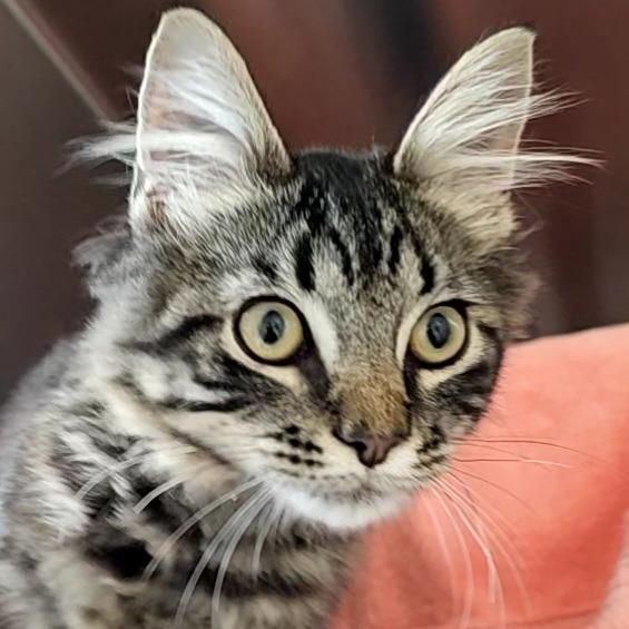 Enlarge Ridley A Catnip, a Adoptable mixed breed in Shoreline, WA image 3/5