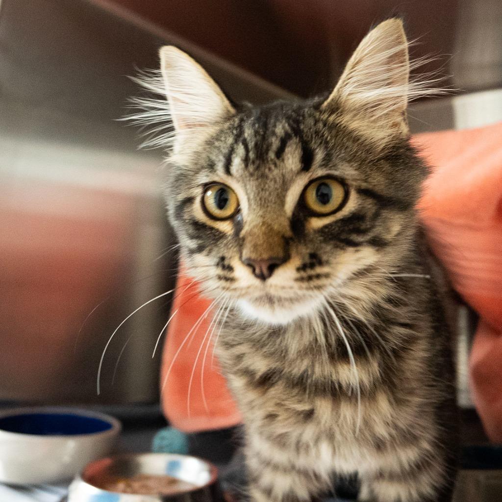Enlarge Ridley A Catnip, a Adoptable mixed breed in Shoreline, WA image 4/5