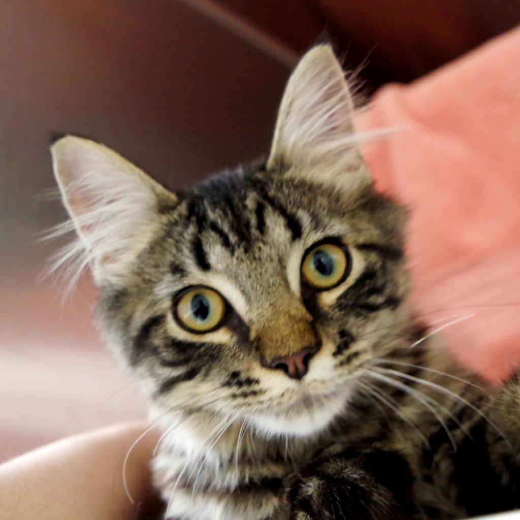 Enlarge Ridley A Catnip, a Adoptable mixed breed in Shoreline, WA image 5/5