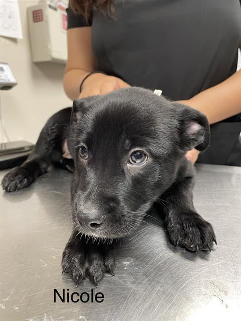 Enlarge NICOLE, a Adoptable Labrador Retriever in Sugar Land, TX image 1/1