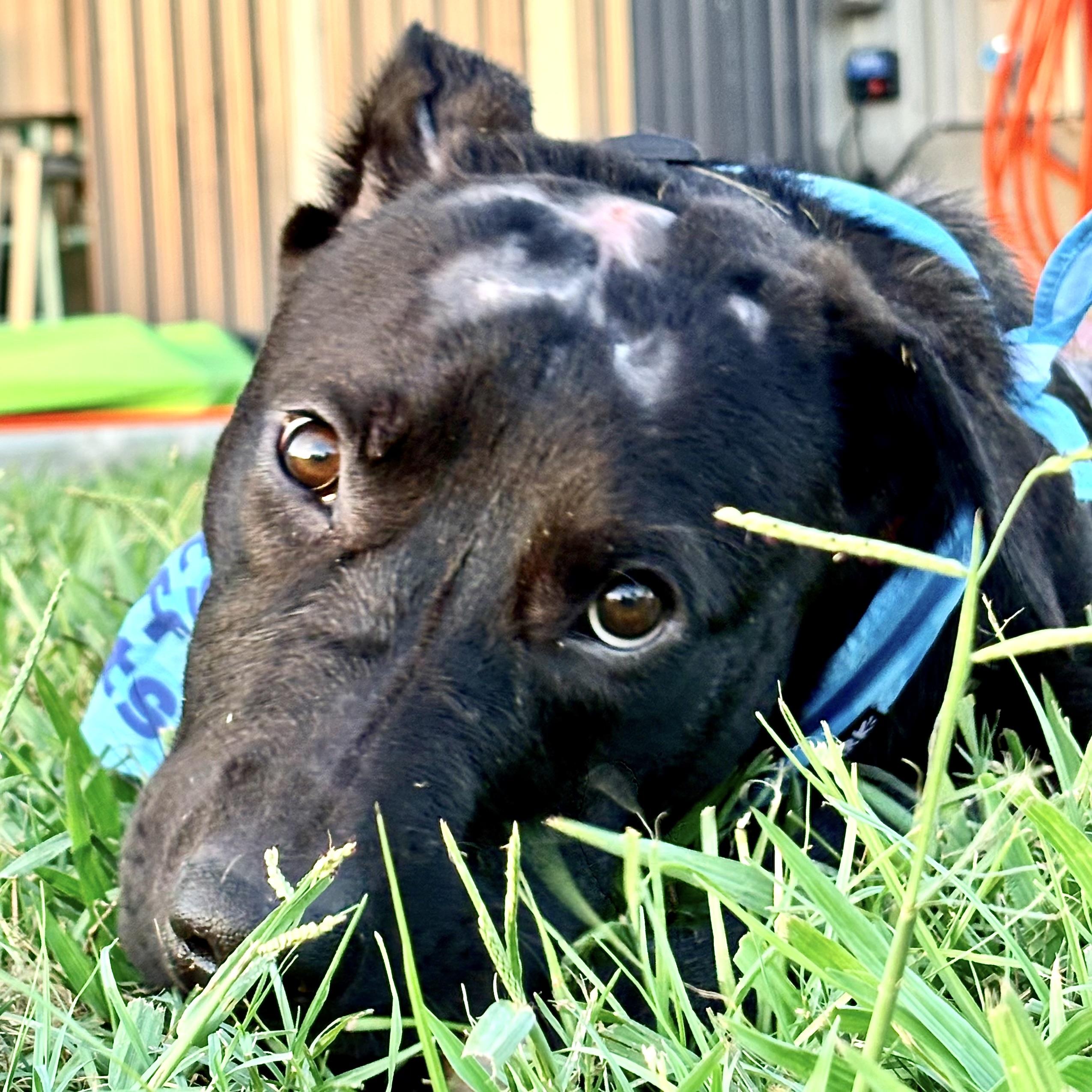 Enlarge Trooper, a Adoptable Black Labrador Retriever in NASHUA, NH image 1/5