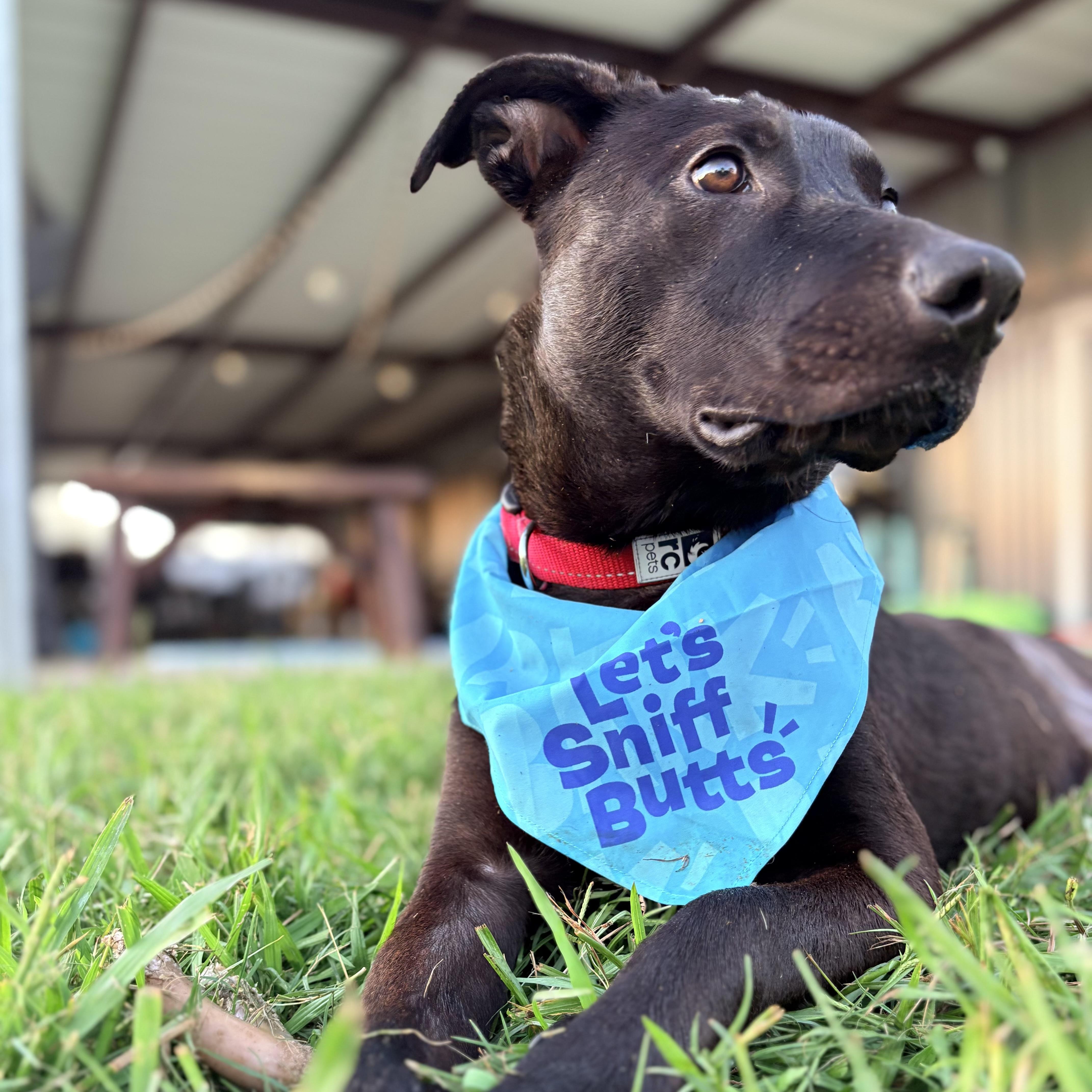 Enlarge Trooper, a Adoptable Black Labrador Retriever in NASHUA, NH image 4/5