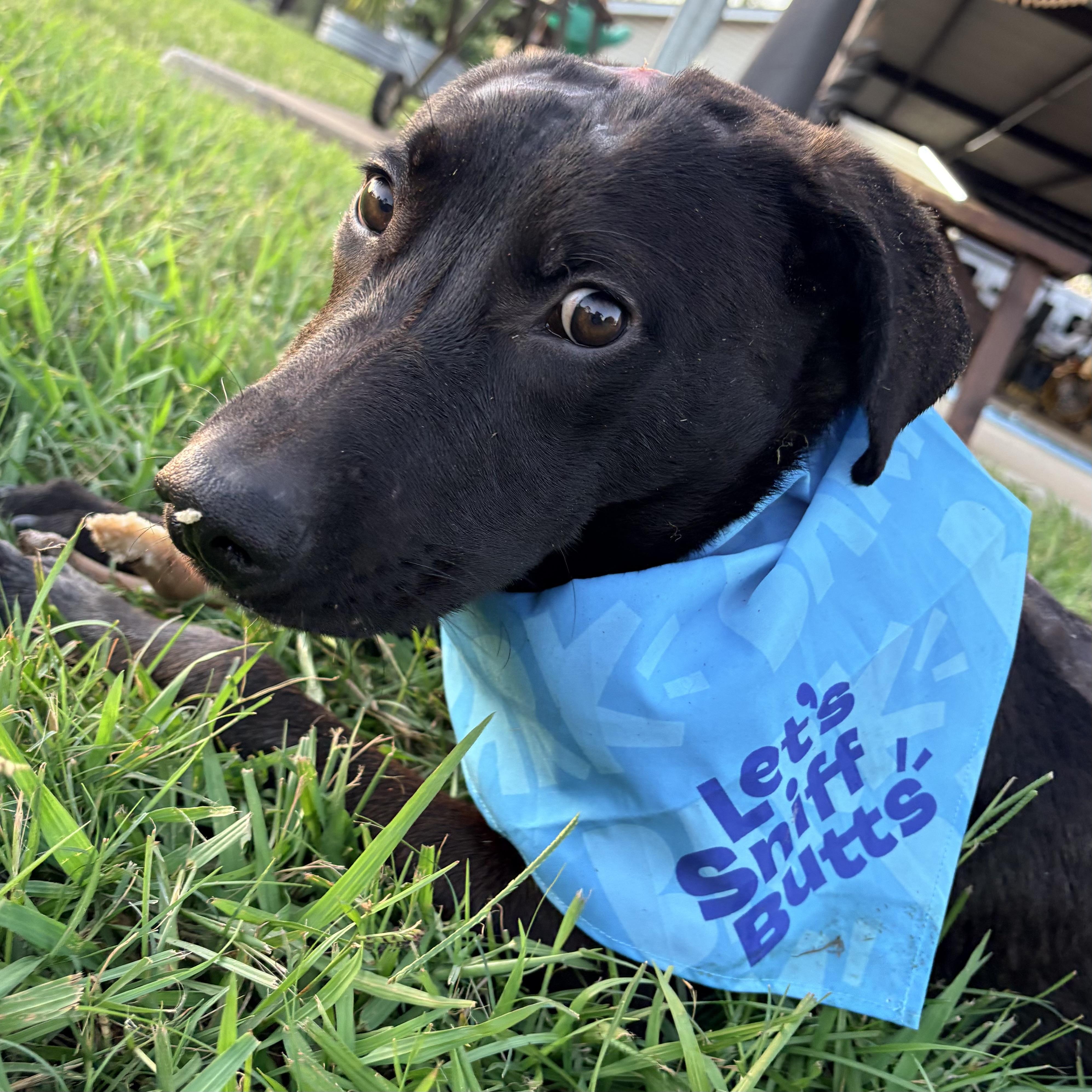 Enlarge Trooper, a Adoptable Black Labrador Retriever in NASHUA, NH image 3/5