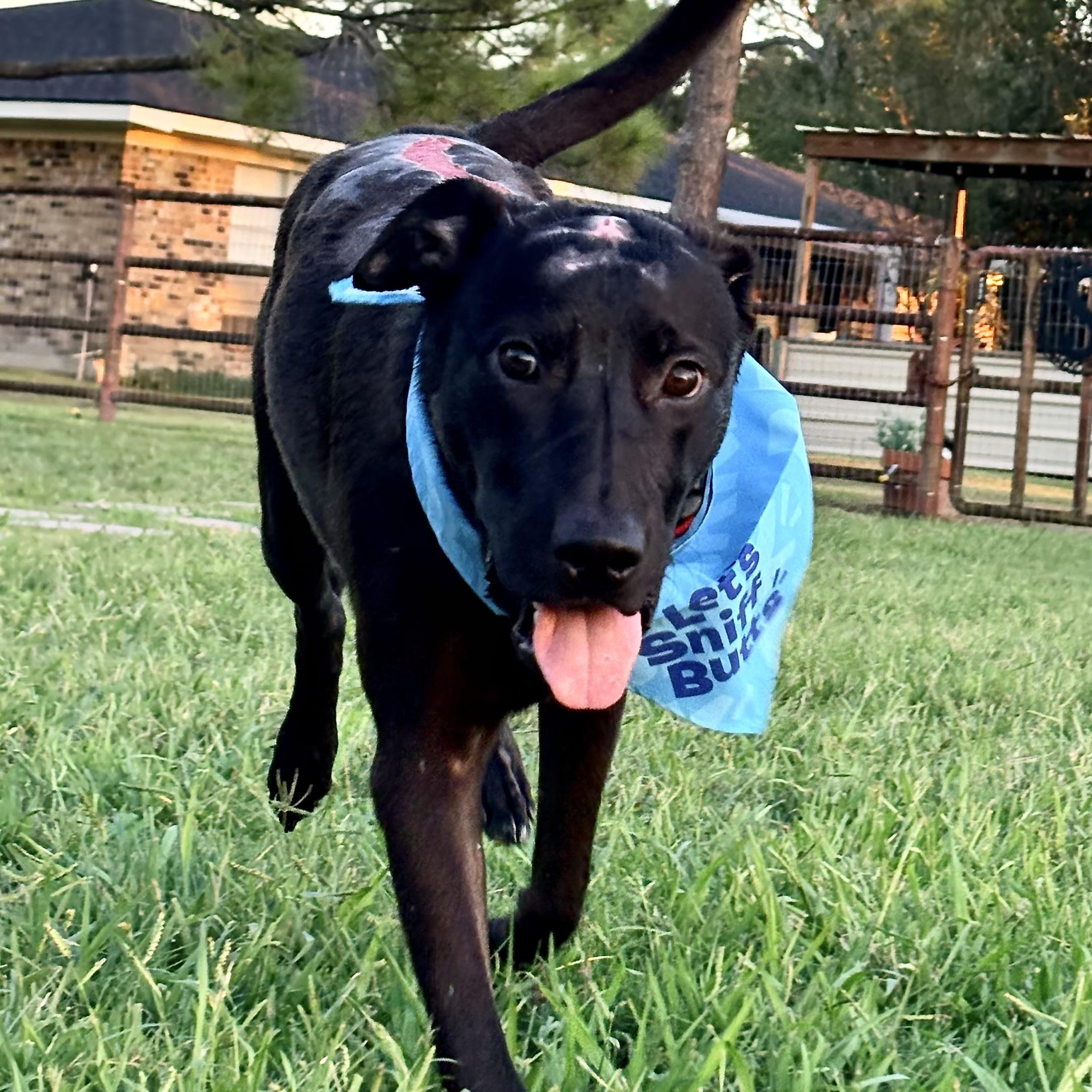 Enlarge Trooper, a Adoptable Black Labrador Retriever in NASHUA, NH image 5/5