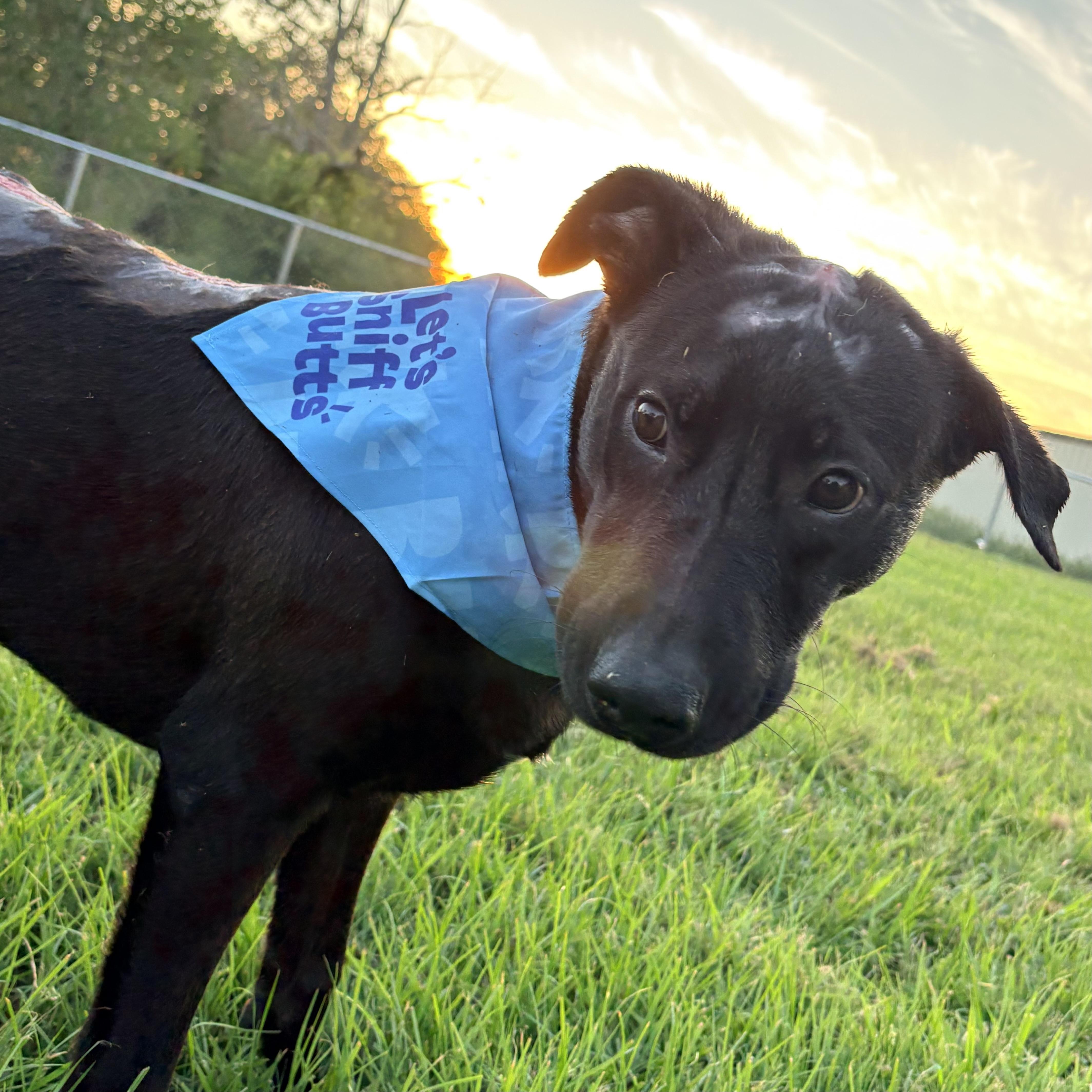 Enlarge Trooper, a Adoptable Black Labrador Retriever in NASHUA, NH image 2/5