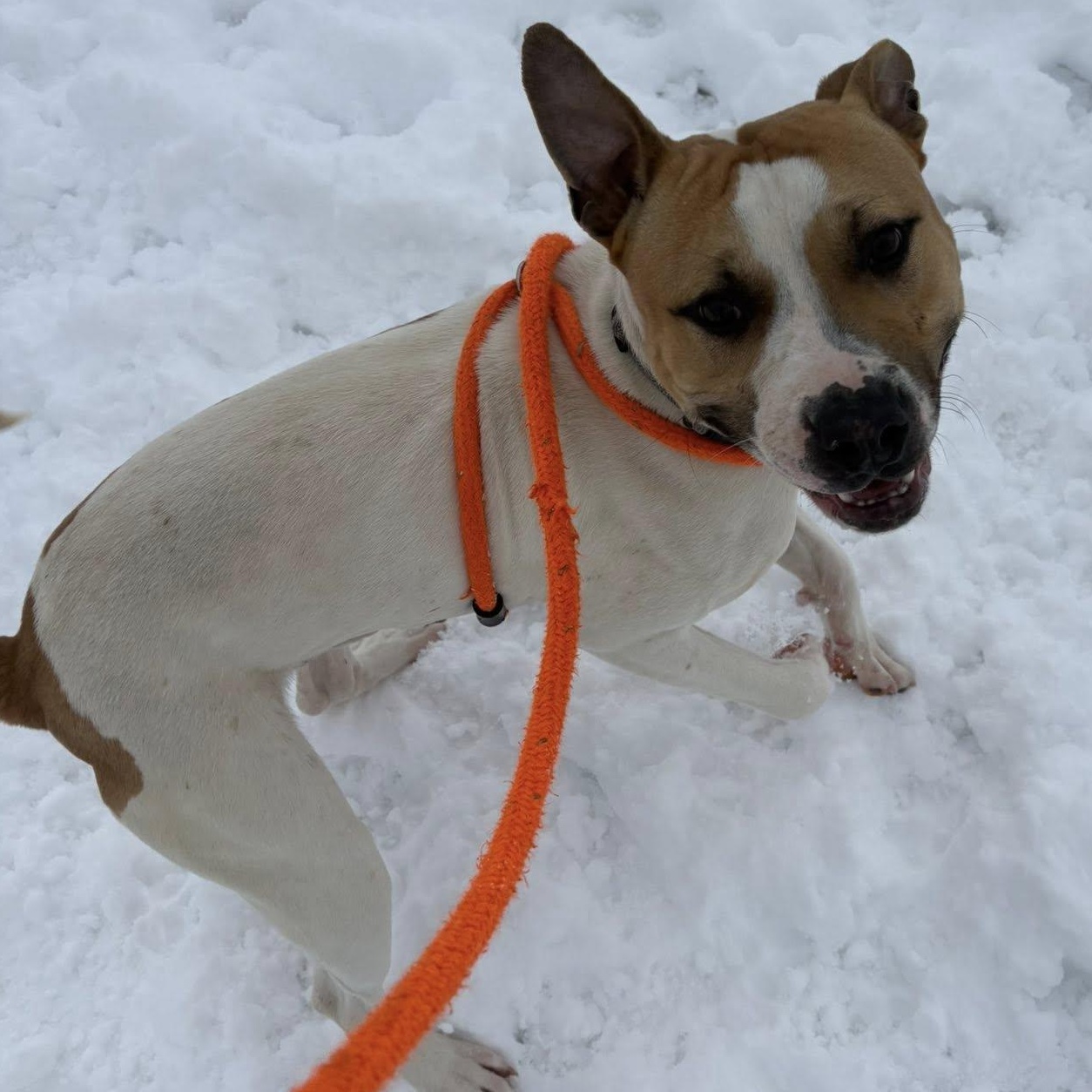 Enlarge Buddy, a ADOPTABLE Terrier in North Syracuse, NY image 2/3