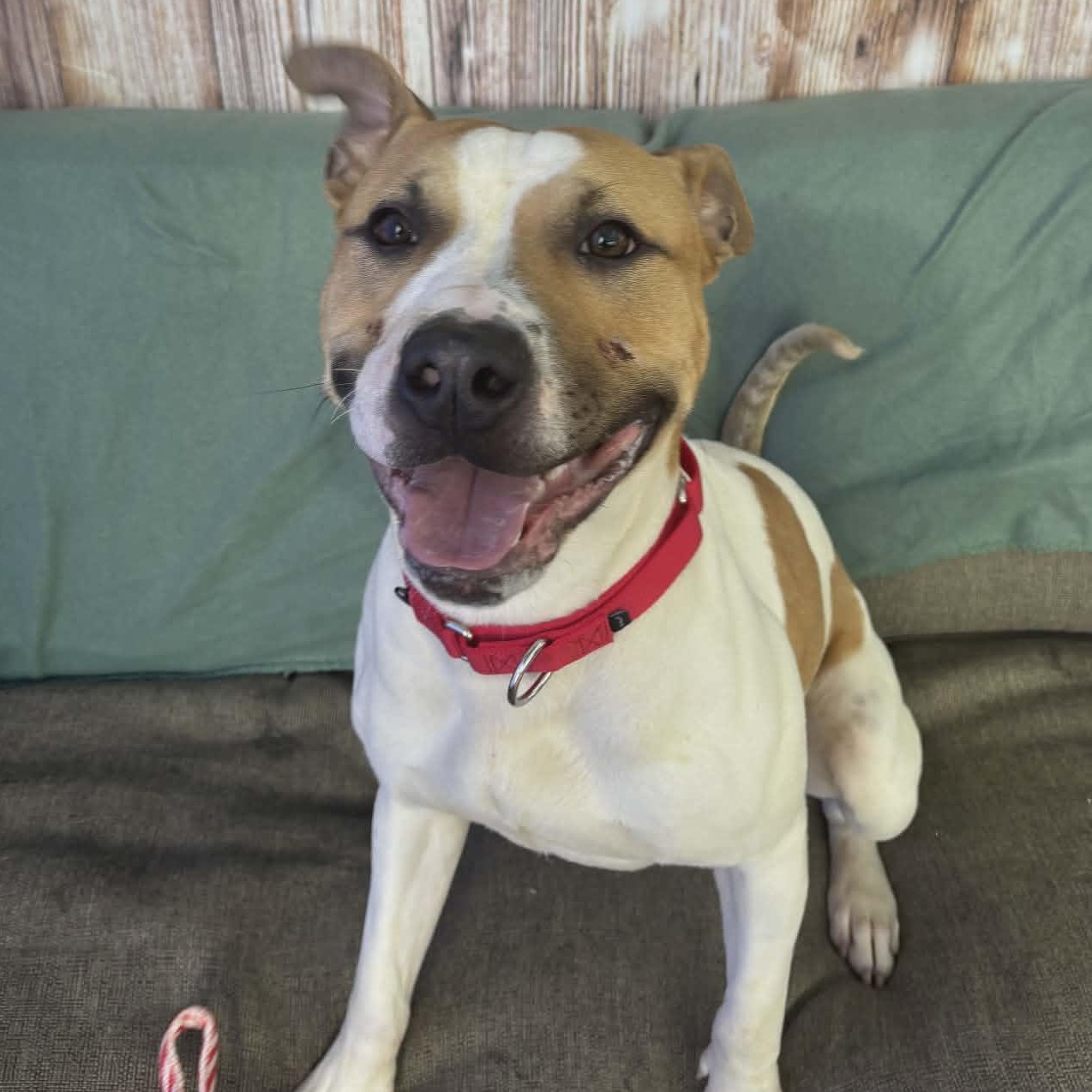 Enlarge Buddy, a ADOPTABLE Terrier in North Syracuse, NY image 1/3